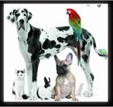 congresso scivac 2010 rimini